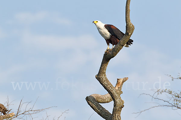 Schreiseeadler (Haliaeetus vocifer)