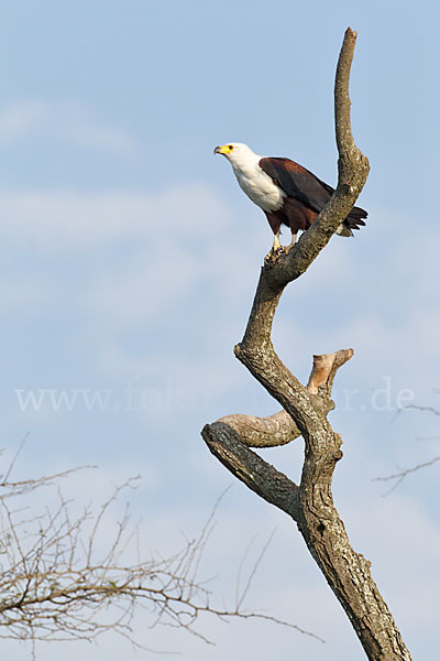 Schreiseeadler (Haliaeetus vocifer)