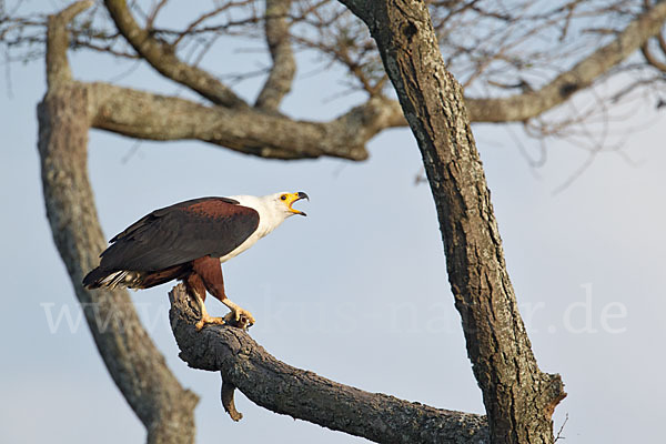 Schreiseeadler (Haliaeetus vocifer)