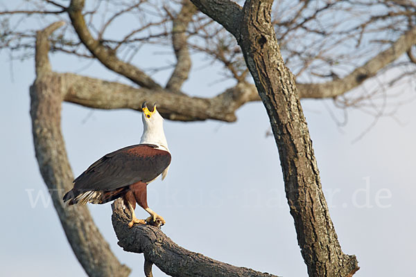 Schreiseeadler (Haliaeetus vocifer)