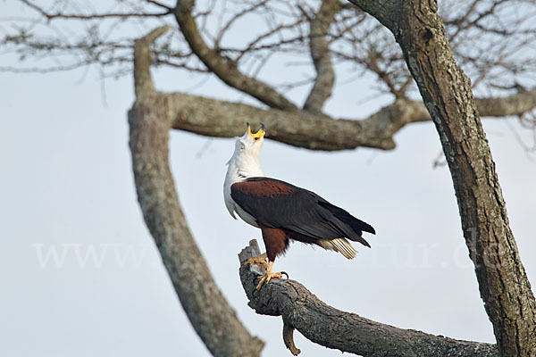 Schreiseeadler (Haliaeetus vocifer)