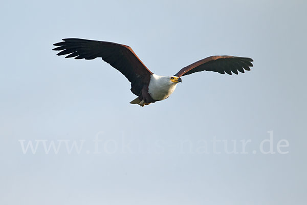 Schreiseeadler (Haliaeetus vocifer)