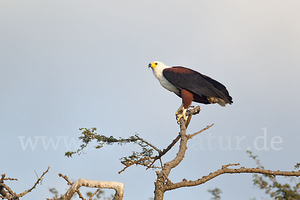 Schreiseeadler (Haliaeetus vocifer)