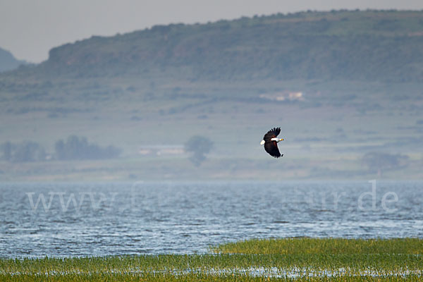 Schreiseeadler (Haliaeetus vocifer)