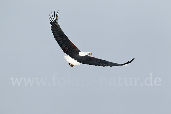 Schreiseeadler (Haliaeetus vocifer)