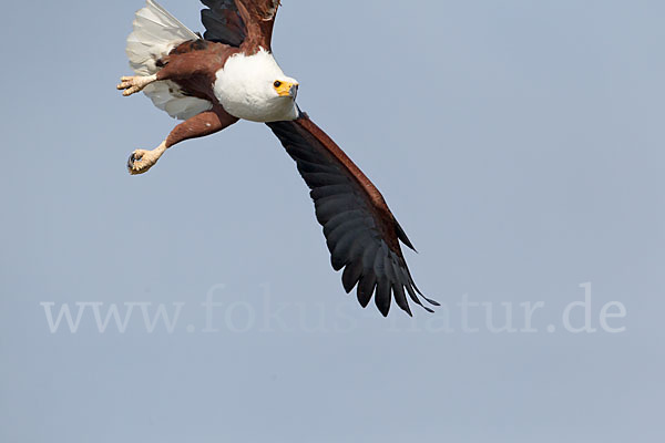 Schreiseeadler (Haliaeetus vocifer)