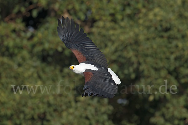 Schreiseeadler (Haliaeetus vocifer)