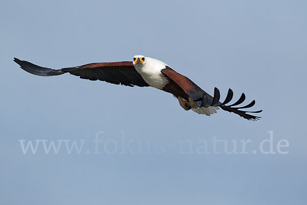 Schreiseeadler (Haliaeetus vocifer)