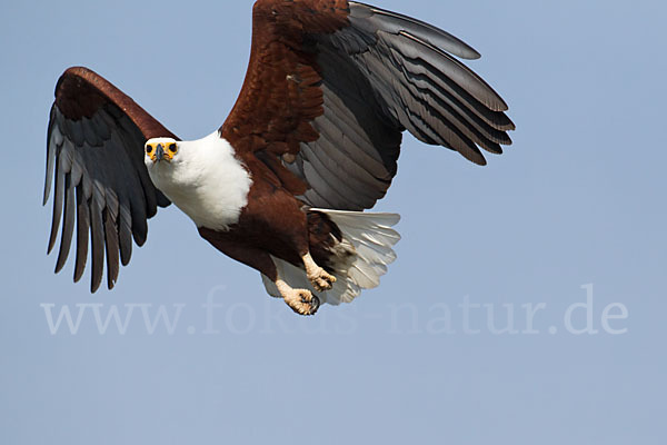 Schreiseeadler (Haliaeetus vocifer)