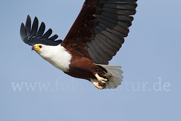 Schreiseeadler (Haliaeetus vocifer)