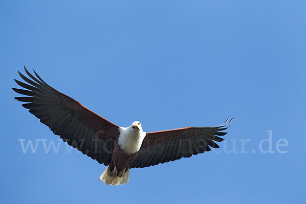 Schreiseeadler (Haliaeetus vocifer)