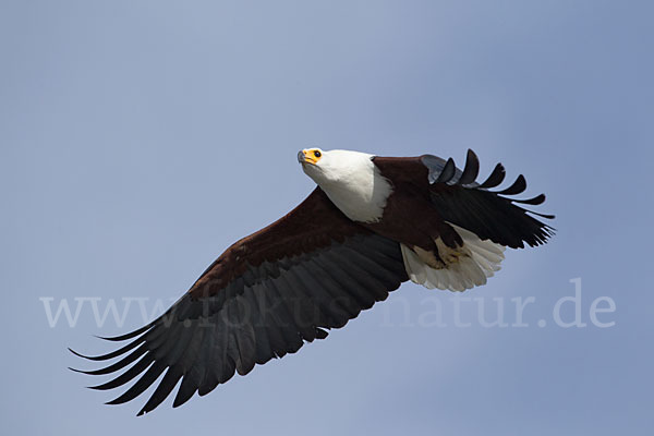 Schreiseeadler (Haliaeetus vocifer)