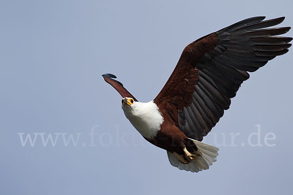 Schreiseeadler (Haliaeetus vocifer)