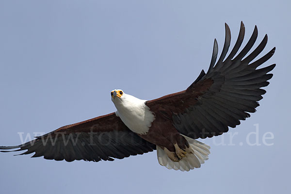 Schreiseeadler (Haliaeetus vocifer)