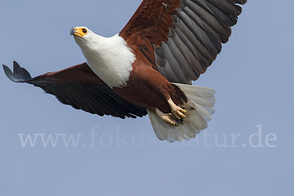 Schreiseeadler (Haliaeetus vocifer)