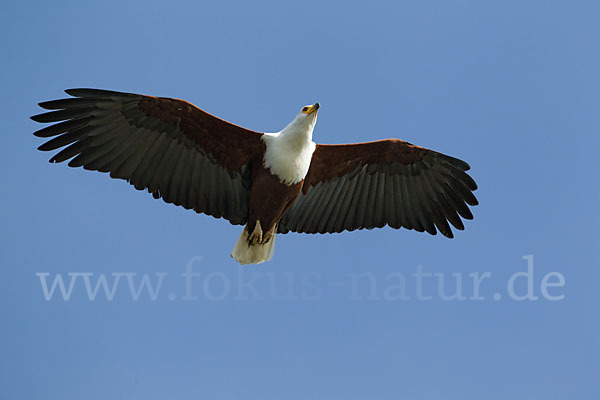 Schreiseeadler (Haliaeetus vocifer)