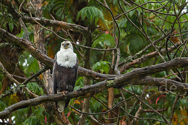 Schreiseeadler (Haliaeetus vocifer)