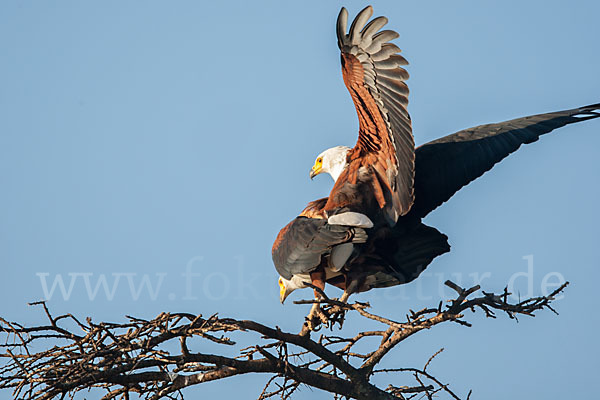 Schreiseeadler (Haliaeetus vocifer)