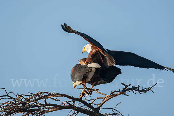 Schreiseeadler (Haliaeetus vocifer)