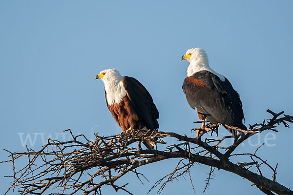 Schreiseeadler (Haliaeetus vocifer)