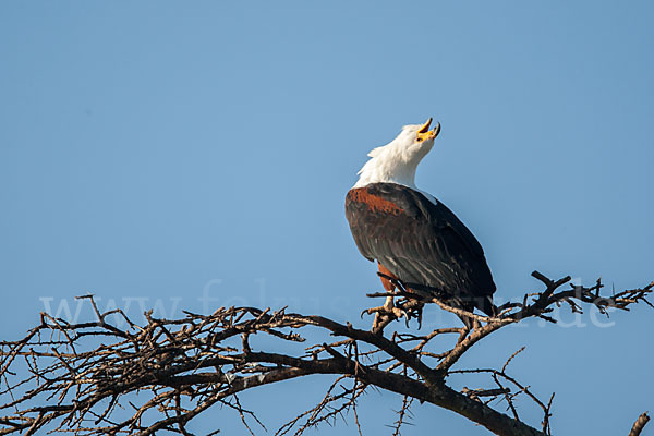 Schreiseeadler (Haliaeetus vocifer)