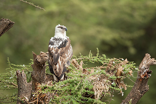 Schreiseeadler (Haliaeetus vocifer)