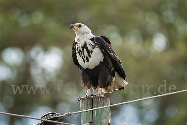 Schreiseeadler (Haliaeetus vocifer)