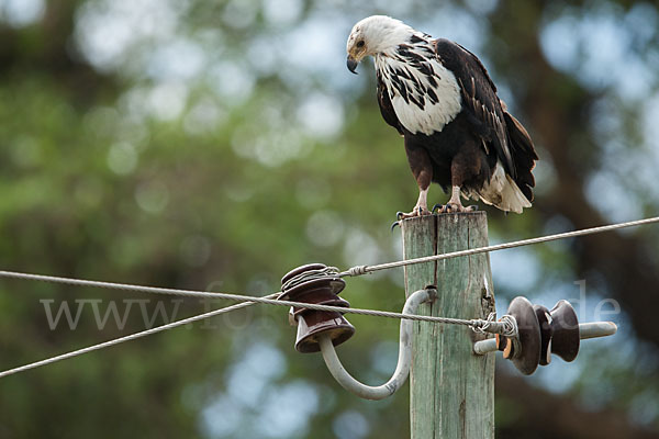 Schreiseeadler (Haliaeetus vocifer)