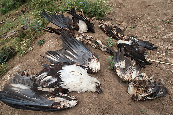 Schreiseeadler (Haliaeetus vocifer)