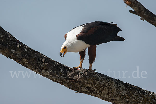 Schreiseeadler (Haliaeetus vocifer)