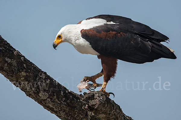 Schreiseeadler (Haliaeetus vocifer)