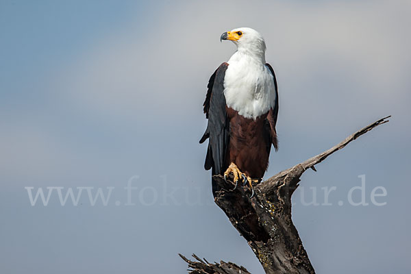 Schreiseeadler (Haliaeetus vocifer)