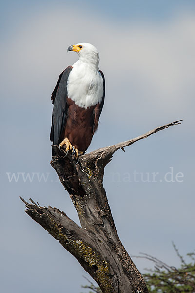 Schreiseeadler (Haliaeetus vocifer)