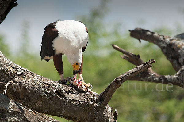 Schreiseeadler (Haliaeetus vocifer)