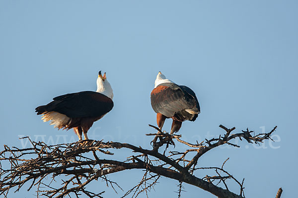 Schreiseeadler (Haliaeetus vocifer)