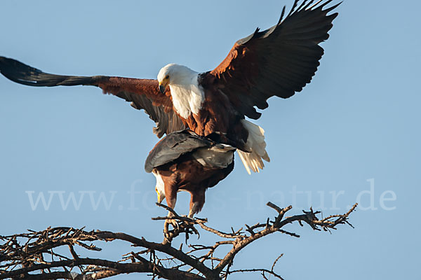 Schreiseeadler (Haliaeetus vocifer)