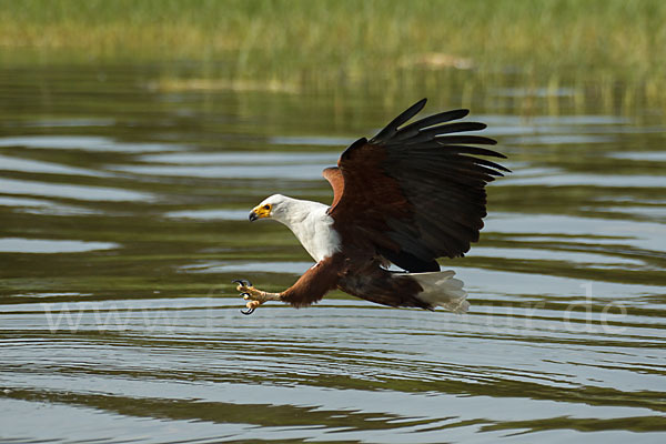 Schreiseeadler (Haliaeetus vocifer)