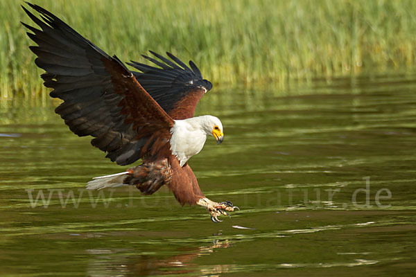 Schreiseeadler (Haliaeetus vocifer)