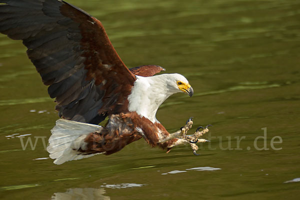 Schreiseeadler (Haliaeetus vocifer)