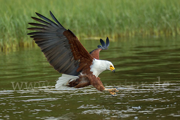 Schreiseeadler (Haliaeetus vocifer)