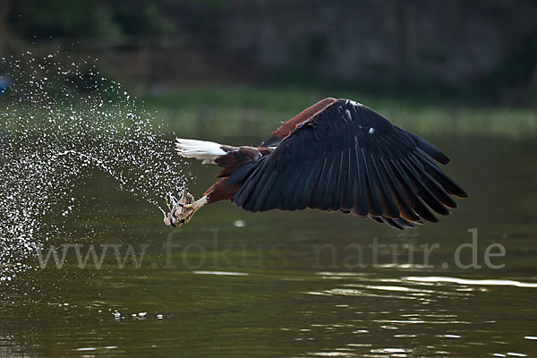 Schreiseeadler (Haliaeetus vocifer)