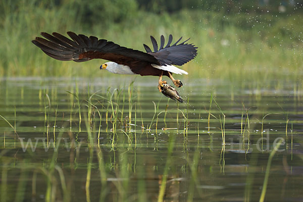 Schreiseeadler (Haliaeetus vocifer)