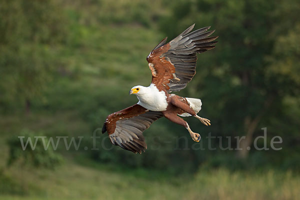 Schreiseeadler (Haliaeetus vocifer)