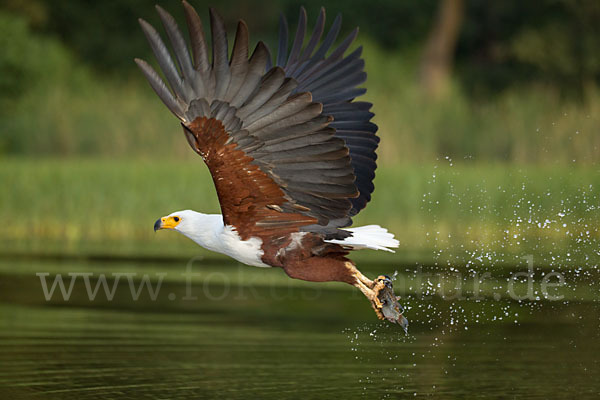 Schreiseeadler (Haliaeetus vocifer)