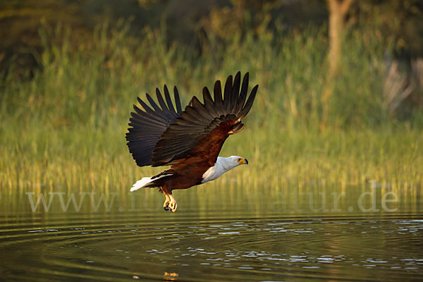 Schreiseeadler (Haliaeetus vocifer)