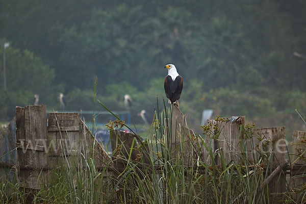 Schreiseeadler (Haliaeetus vocifer)