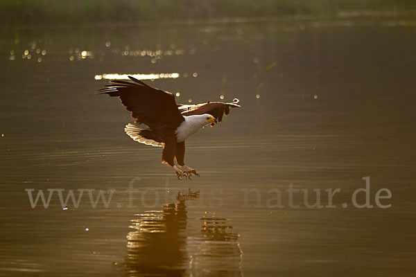 Schreiseeadler (Haliaeetus vocifer)