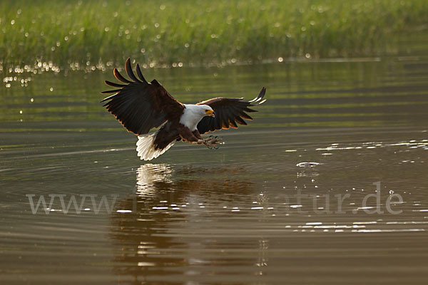 Schreiseeadler (Haliaeetus vocifer)