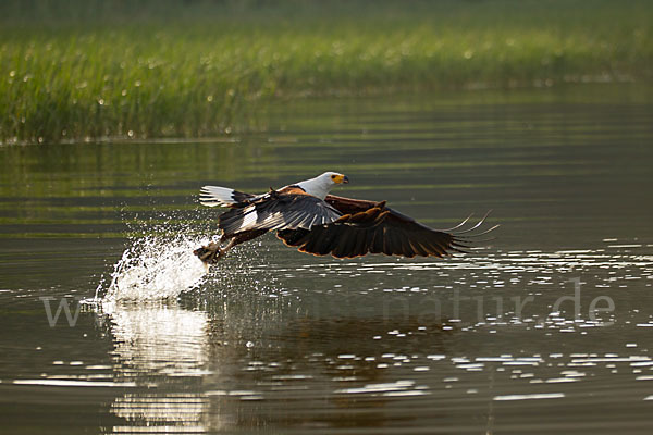 Schreiseeadler (Haliaeetus vocifer)