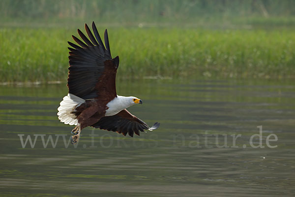 Schreiseeadler (Haliaeetus vocifer)